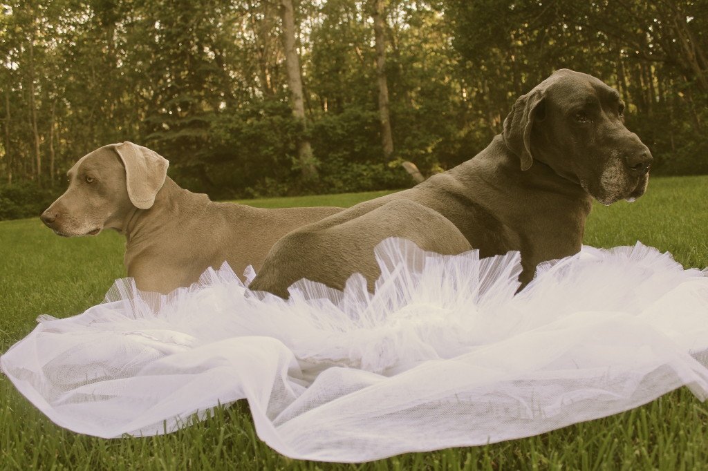 Two Dogs and a Wedding Dress: 3ten.ca